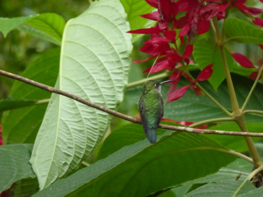 Ecuador_2017_Kolibri