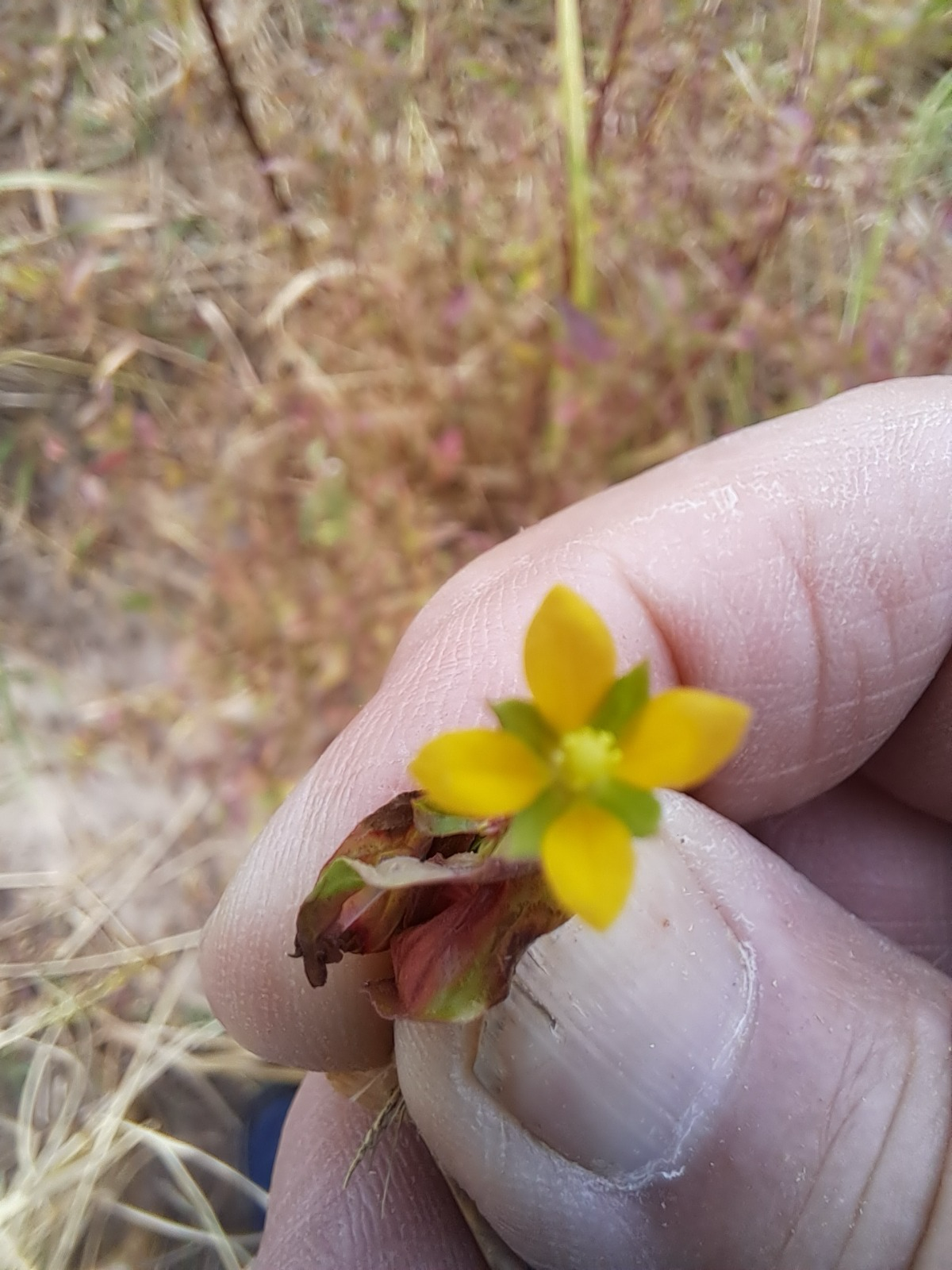 gelbe Blüte einer Pflanze aus Westafrika
